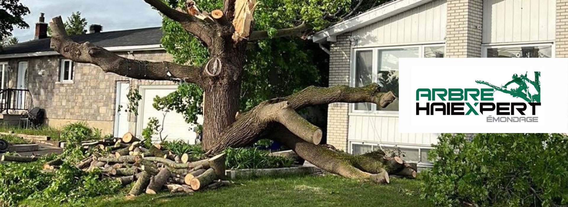 Faites appel à des arboriculteurs certifiés à Lévis et rive sud de Québec