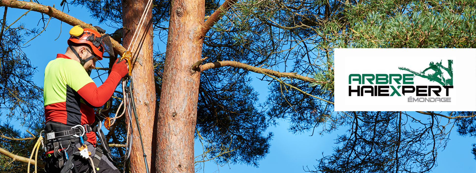 Faites appel à des arboriculteurs certifiés à Lévis et rive sud de Québec